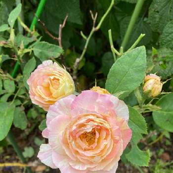 薔薇愛の画像 by 有明の春さん | 薔薇愛とピンクラブとわれら17年組と私の庭と花のある暮らしと大好き♡︎ʾʾとチーム福岡