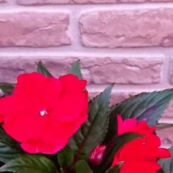 赤いお花❤️の画像 by 薔薇姫さん | 小さな庭とニューギニアインパチェンスとニューギニアインパチェンス♡とニューギニア・インパチェンス　♡とインパチェンス♡と赤い花❤と赤い花❣️とニューギニアインパチェンス♪とニューギニアインパチェンス＊とニューギニアインパチェンス。と赤いお花とニューギニアインパチェンス・ハーモニーとニューギニアインパチェンス✨と#ニューギニアインパチェンス　ロココと赤い花とインパチェンスの花と真っ赤なニューギニアインパチェンスと真っ赤な火曜日とチーム福岡と赤いお花❤️