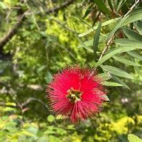 ブラシノキ 金宝樹 の育て方 種まきや挿し木の方法は 鉢植えでもok Greensnap グリーンスナップ