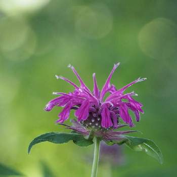 赤紫の花の投稿画像一覧 Greensnap グリーンスナップ