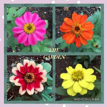 ELLE  GARDENの画像 by 磯さんさん | 庭に咲く花と癒されて〜と私のガーデニングと手作りの庭とELLE  GARDENとジニア♪と花のある暮らしと小さなお庭と可愛いね♡