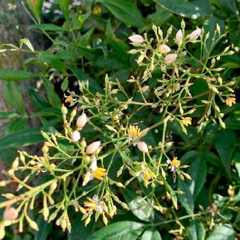 中国原産の投稿画像一覧 Greensnap グリーンスナップ