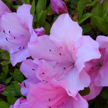 オオムラサキツツジの投稿画像一覧 Greensnap グリーンスナップ オオムラサキツツジの投稿画像一覧 Greensnap グリーンスナップ