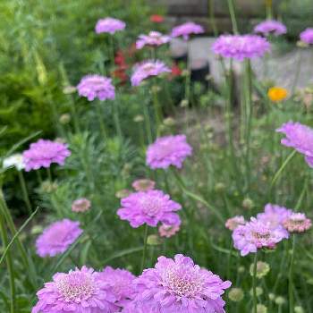 好きなお花の画像 by 鯉太郎さん | スカビオサとスカビオサ・アメジスト ピンク♡と可愛いピンクとお庭と好きなお花とマツムシソウ♡
