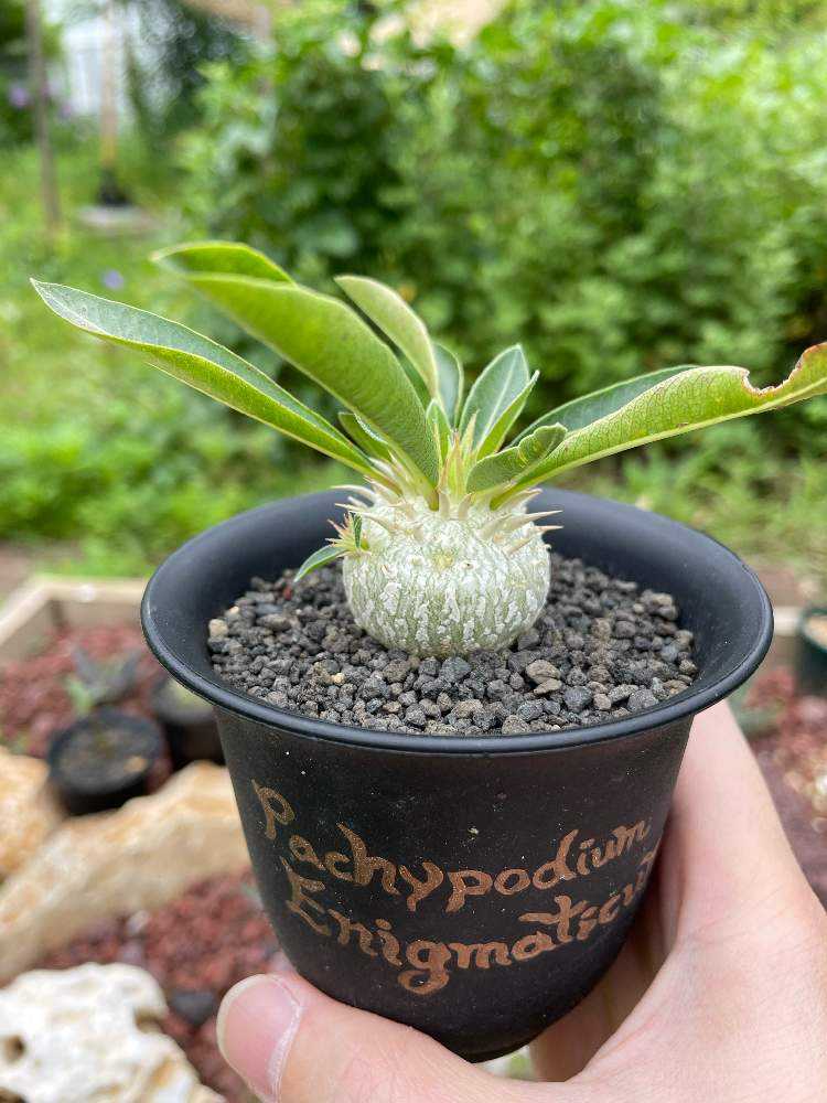 パキポディウム エニグマチカムの成長記録｜🍀GreenSnap（グリーン