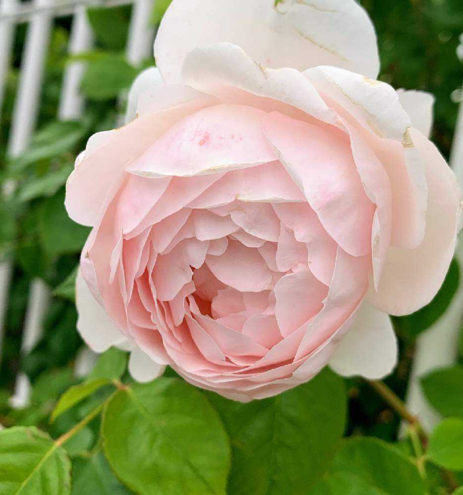 薔薇色々 ロマンチックなピンク色 Greensnap グリーンスナップ