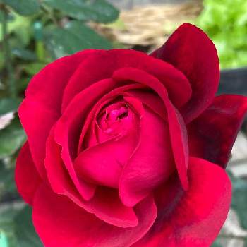 赤いバラの画像 by あずままさん | 小さな庭とあっ火曜日と毎日ローズショーとすてき…♡と鉢植えと素敵な出会いに感謝と素敵な時間と2022愛しのmy roseと真っ赤な火曜日と癒し…♡とチーム新潟と繋がりに感謝✨と赤いバラ