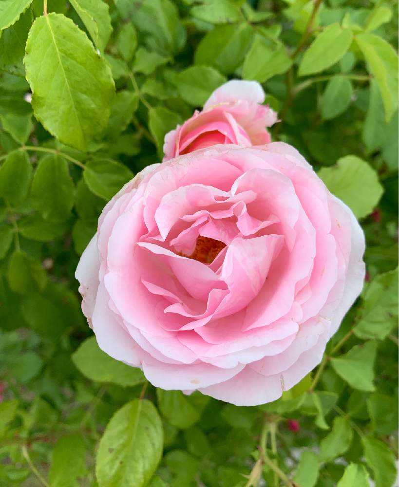 薔薇色々 ロマンチックなピンク色 Greensnap グリーンスナップ