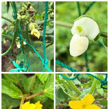 インゲン豆の花の投稿画像一覧 Greensnap グリーンスナップ