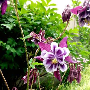  オダマキの画像 by kiraraさん | ひっそり咲いてたと オダマキと家の庭とひっそりとした咲き姿