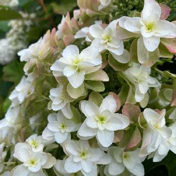 白い花大好きの画像 by ababさん | 小さな庭と植物のある暮らしとおうち園芸と☆柏葉アジサイと今 庭！と大好きな花と花のある暮らしと白い花大好き