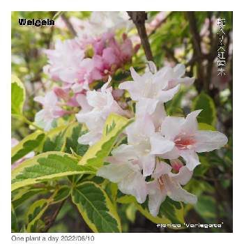 ベニウツギの画像 by GARDEN DECKS KIYOTAさん | 広い庭とベニウツギと庭木と咲いた！と北海道の庭とOne plant a day