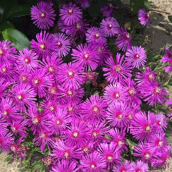 デロスペルマ 耐寒マツバギク の投稿画像一覧 Greensnap グリーンスナップ