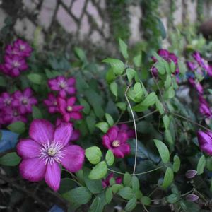 花壇,ネコ好き,庭の花,小道,植中毒の画像