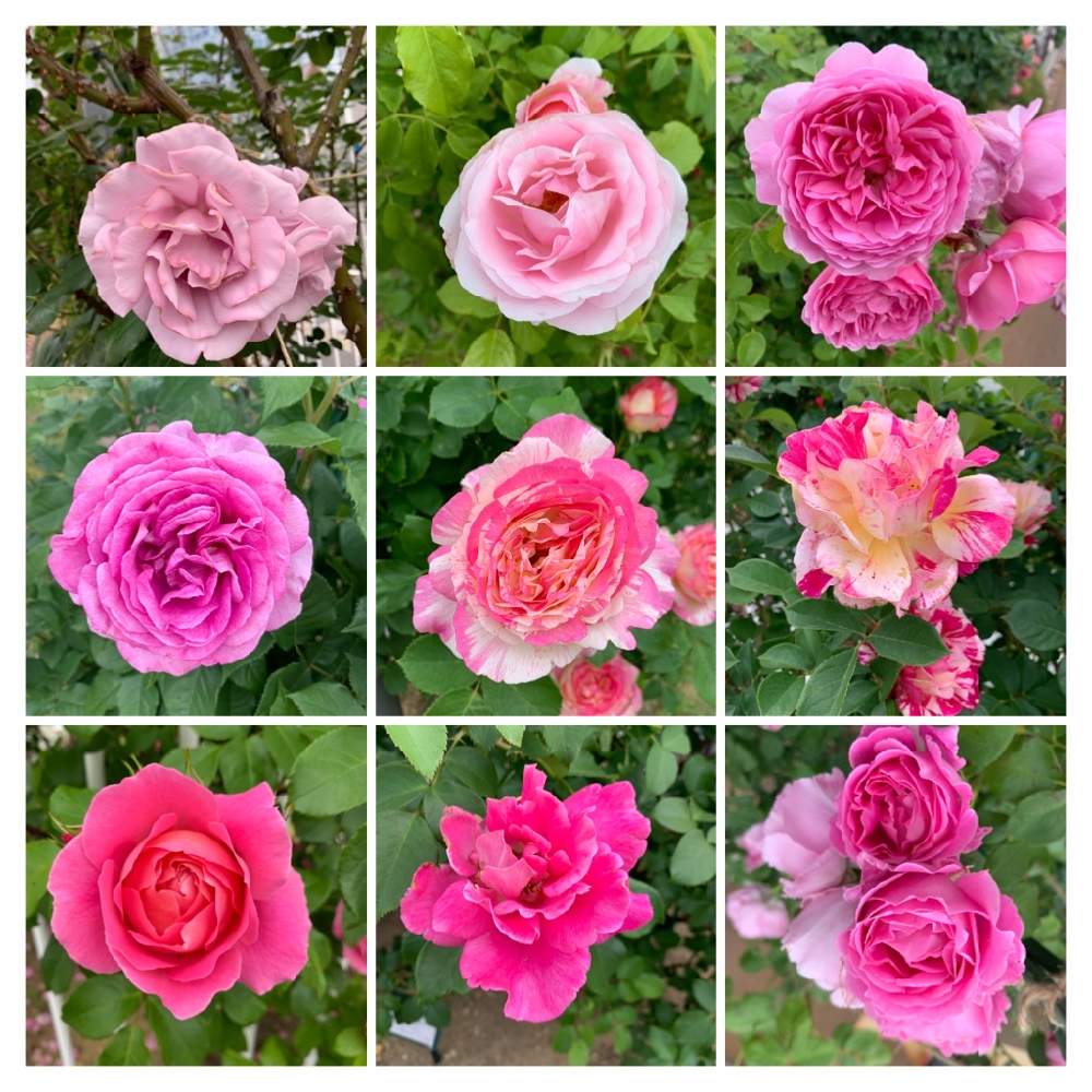 薔薇色々 ロマンチックなピンク色 Greensnap グリーンスナップ