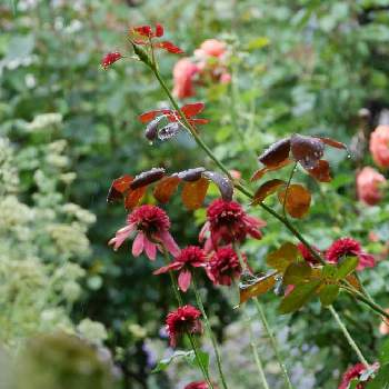 一番美しい瞬間の投稿画像一覧 Greensnap グリーンスナップ