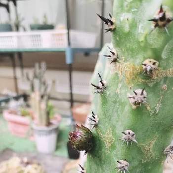 本店は 多肉 サボテン 袖ヶ浦錦カット 植物 観葉植物 本店は 多肉 サボテン 袖ヶ浦錦カット 植物 観葉植物