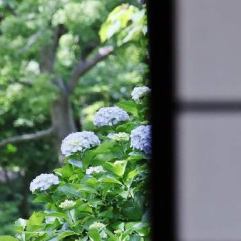 植物を愛でる♡の画像 by rodemさん | お出かけ先と紫陽花と平和への祈り♡と紫陽花♡と雨が似合うと横浜と植物に感謝と植物を愛でる♡とあじさいフォトコンテスト2022