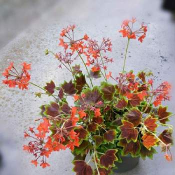 紅葉葉ゼラニウムの画像 by かすみそうさん | 小さな庭と紅葉葉ゼラニウムと可愛い〜♡といやし♪とおうち園芸