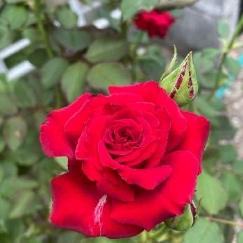 薔薇の香曜日の画像 by TAKAさん | 小さな庭とサマンサとあっ火曜日と薔薇の香曜日とバラはいいなぁと薔薇愛同盟と毎日ローズショーとチーム岐阜と真っ赤な火曜日と花のある暮らしとT's薔薇2022