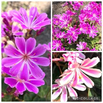 好きなお花の画像 by スイートさん | 綺麗なピンク色とレウィシア☆とお散歩中と明るい気持ちとお花大好き✨ときれい✨と梅雨の晴れ間と好きなお花とGS2年目と可愛い♡