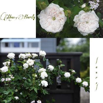 マダムアルディの画像 by ローレルさん | バラ マダムアルディと白いバラとlaurel gardenとマダムアルディと花のある暮らしとうちの薔薇たち•••laurel