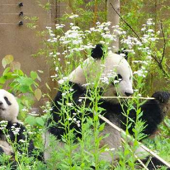 上野動物園の画像 by コマさんさん | お出かけ先と上野動物園と上野動物園双子赤ちゃんパンダとヒメジョオン！