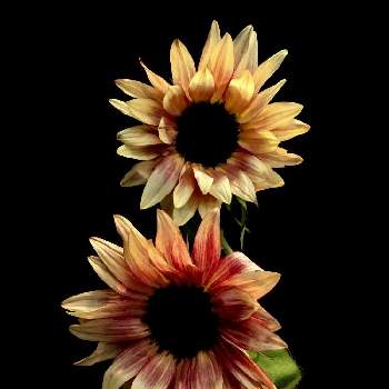 アンティークカラーの画像 by C.Brushさん | ヒマワリ・プロカットプラムとアンティークとアンティークカラーと季節の花と今日の一枚と可愛い