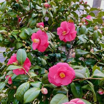Kays_gardenの画像 by Kay_Tama-gsk さん | 小さな庭と紅乙女と春のお花とピンクの花とピンク色と和花と春の景色と春の名残とKays_garden