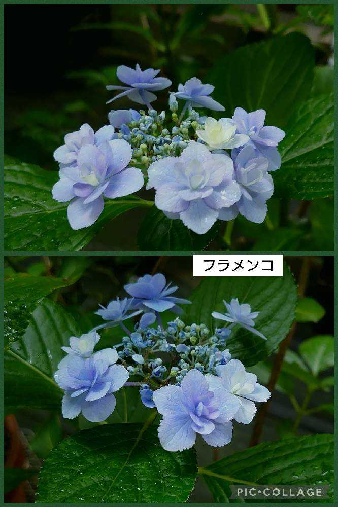 麻溝公園の紫陽花2022③:鉢植え紫陽花展｜🍀GreenSnap（グリーンスナップ）