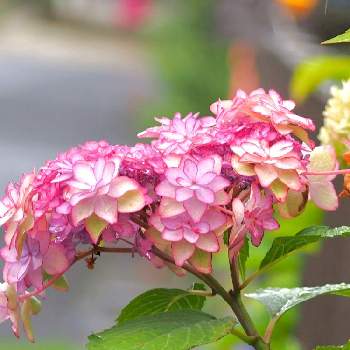 ピンクシリーズ♪の画像 by みどり*。さん | アジサイと花に恋して♡︎ʾʾと癒しと感謝とありがとうとアジサイ　紫陽花とピンクワールドへ ようこそとキュンキュン♡とGo✿to✿flowerと花のある暮らしとやさしい気持ちとピンクのブーケ(花束)とピンクシリーズ♪と雨の日とあじさいフォトコンテスト2022