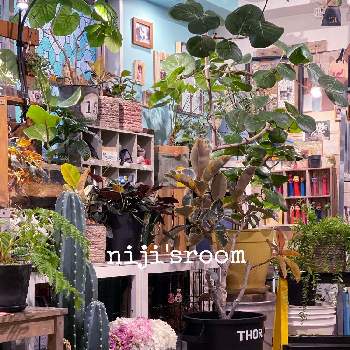 シーグレープ,フィカスベリーズ,柱サボテン,観葉植物,植物のある暮らしの画像