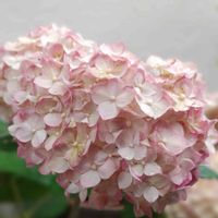アナベル,「PWラグランジアな瞬間」,こまりねこ 紫陽花,小さな庭の画像