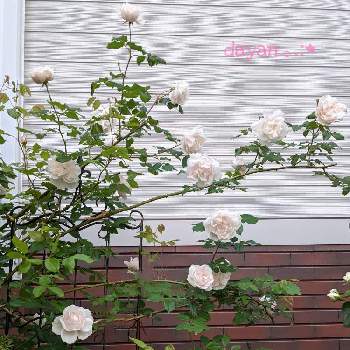 マダムアルフレッドキャリエールの投稿画像一覧 Greensnap グリーンスナップ