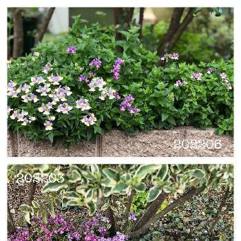 ネメシア ピンクレモネードの投稿画像一覧 Greensnap グリーンスナップ