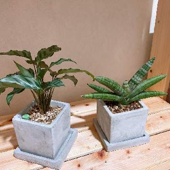 サンスベリア・ボンセレンシスの画像 by min( ･ㅂ･)さん | カラテア フレディとサンスベリア・ボンセレンシスと観葉植物と植物のある暮らし