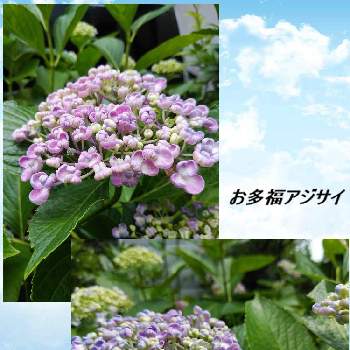 紫陽花 お多福の投稿画像一覧 Greensnap グリーンスナップ