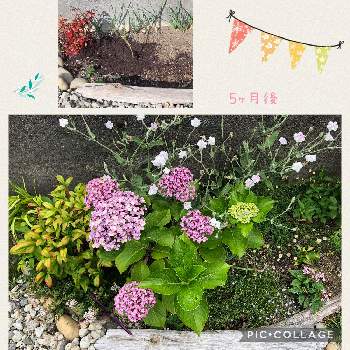 おたふく紫陽花の投稿画像一覧 Greensnap グリーンスナップ