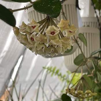 ホヤ マチルダの投稿画像一覧 Greensnap グリーンスナップ