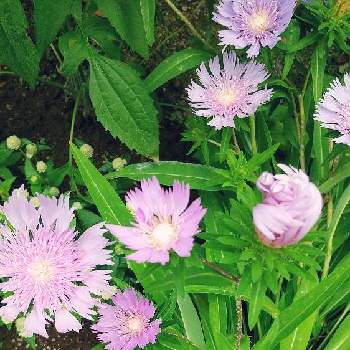 沢山のお花の画像 by スイトピー好きさん | 小さな庭とストケシアと沢山のお花と癒される♡と薄紫色の花と切り花を楽しむと丸くて可愛いと優しい色と花びらが可愛い