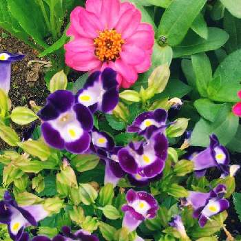 丸くて可愛いの画像 by スイトピー好きさん | 小さな庭とトレニアとジニア（百日草）と沢山のお花と癒される♡と紫色が綺麗と切り花を楽しむと花びらが可愛いと夏のお花と丸くて可愛いとピンク系のお花