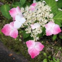 アジサイ,紫陽花 アジサイ あじさい,花のある暮らし,お写ん歩,平和を願う☆の画像