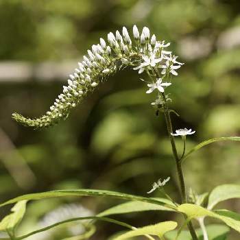 サクラソウ科オカトラノオ属の投稿画像一覧 Greensnap グリーンスナップ