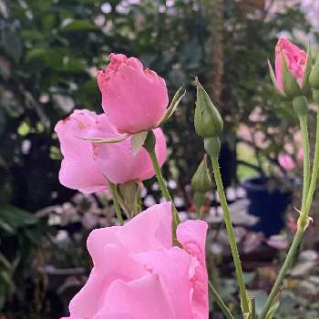バラのある生活の画像 by arinkoさん | 小さな庭とデンティーベスとピンクの花と可愛い花とバラのある生活とバラ 鉢植えと癒しの花とガーデニングと花のある暮らし