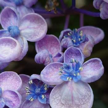 おたふく紫陽花の投稿画像一覧 Greensnap グリーンスナップ おたふく紫陽花の投稿画像一覧 Greensnap グリーンスナップ