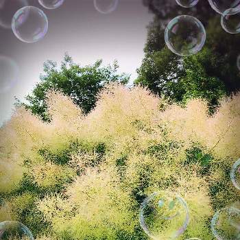 スモーク ツリーの画像 by 慈雨さん | お出かけ先と散歩と大好きと花のある暮らしとスモーク ツリー