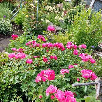 春の花壇の画像 by M.Matsuさん | 小さな庭とにわの草花と薔薇♡とばら バラ 薔薇とピンクの花とおうち園芸と庭のばらと春の花壇と初夏のお花