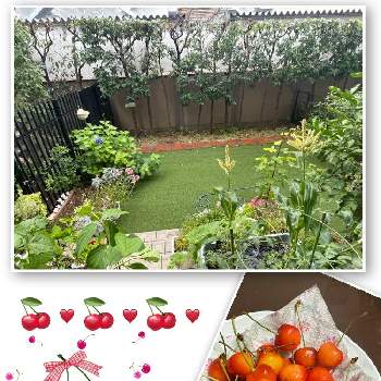 お庭スッキリ、サッパリ,嬉しい,梅雨に負けるな☆,花のある暮らし,植栽の画像