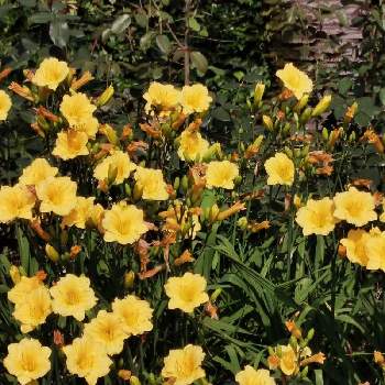 日比谷公園の画像 by リリーさん | お出かけ先とヘメロカリスと癒やされると日比谷公園と黄色い花とビタミンカラーと爽やかと花のある暮らし