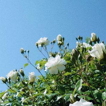 白い薔薇♡の画像 by あさがお♪さん | お出かけ先と世界平和と白い薔薇♡とウクライナに平和をと嬉しいな♡とお花が好きと青空と一緒にと可愛い❤と嬉しい♡とばら 薔薇 バラと青空の下